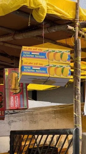 The Appetite of a City — alphonso mangoes hanging from a stall ceiling, Bombay. Photograph by Rini Singhi.