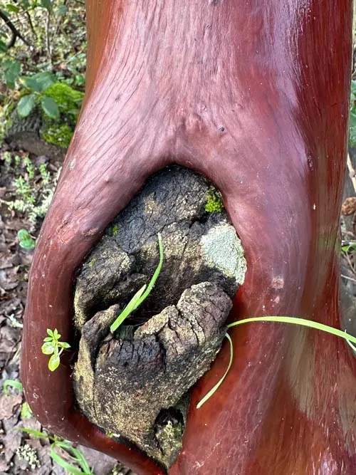 Everything Grows Out of Everything Else — photograph 1 by Sophia Naz. Manzanita trees, west coast forest.