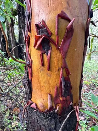 Everything Grows Out of Everything Else — photograph 10 by Sophia Naz. Madrone bark, skin tones.