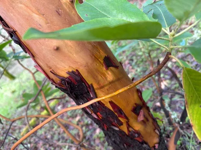 Everything Grows Out of Everything Else — photograph 11 by Sophia Naz. Madrone shedding bark.