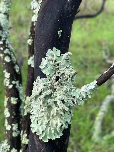 Everything Grows Out of Everything Else — photograph 2 by Sophia Naz. Moss on manzanita.