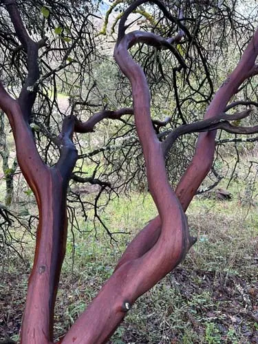 Everything Grows Out of Everything Else — photograph 3 by Sophia Naz. Manzanita limbs.