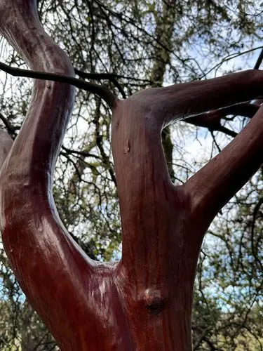 Everything Grows Out of Everything Else — photograph 4 by Sophia Naz. Tree spirits, sacred groves.