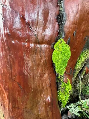 Everything Grows Out of Everything Else — photograph 6 by Sophia Naz. Rain in the forest.