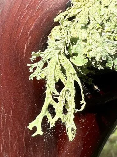 Everything Grows Out of Everything Else — photograph 7 by Sophia Naz. Madrone tree elder.