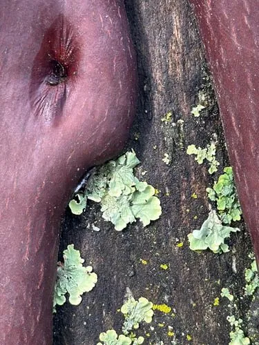 Everything Grows Out of Everything Else — photograph 9 by Sophia Naz. Forest and water.