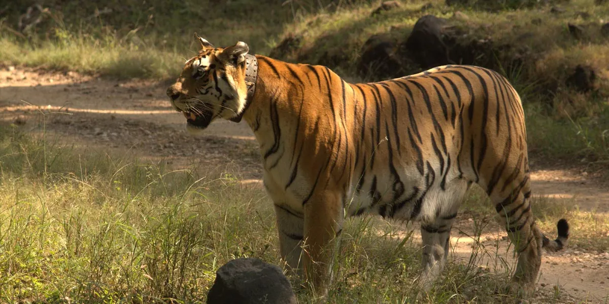 Issue 7 — Environment. Queen of the Jungle, Collarwali, photograph by Amit Pandya.