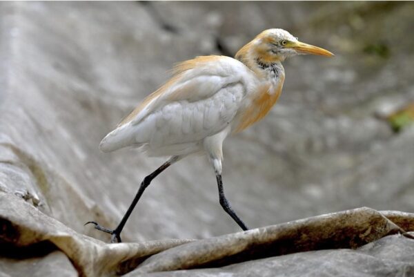 Daybreak in Uzan Bazar — the egret still there at the close of the auction. Photograph by Amit Kumar.