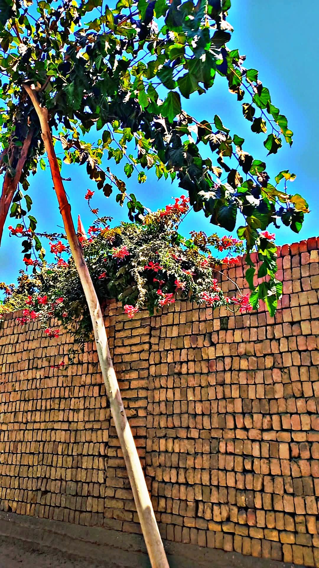 Tree of Hope — photograph by Qadira Alizada. A tree that has remained green in difficult circumstances.