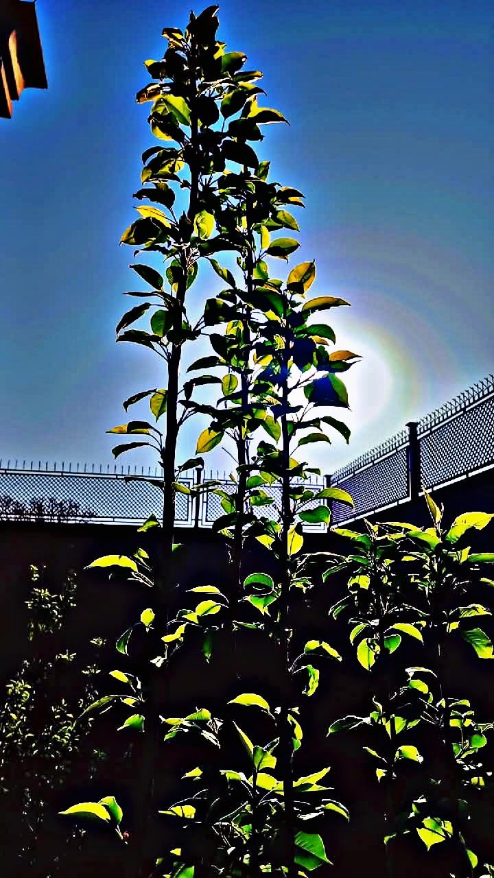 Sunrise — photograph by Qadira Alizada. Sun rising behind a tree, early morning in Afghanistan.